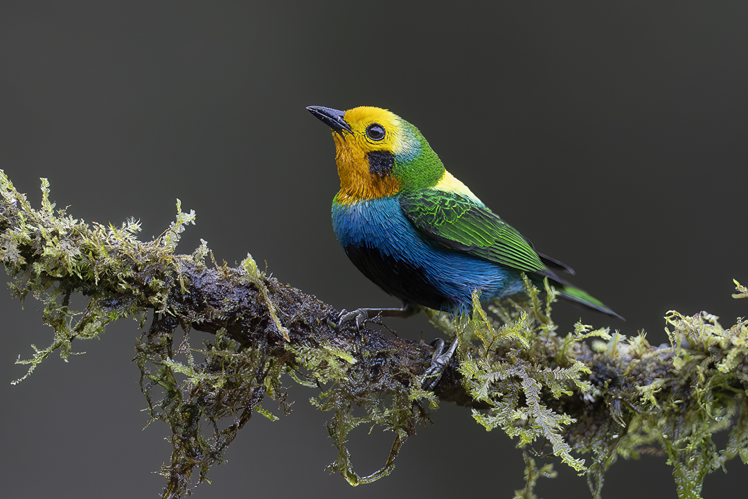 65Multicolored Tanager.jpg